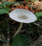 Amanita sect. Vaginatae image