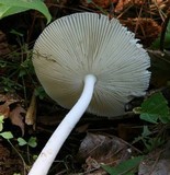 Amanita sect. Vaginatae image