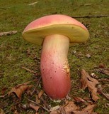 Lanmaoa pallidorosea image