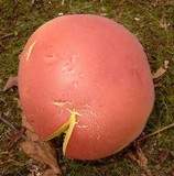 Lanmaoa pallidorosea image