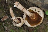 Boletellus ananas image