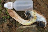 Boletellus ananas image