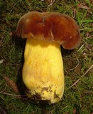 Boletus auripes image