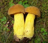 Boletus auripes image