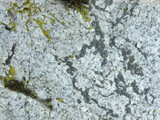 Lecidea laboriosa image