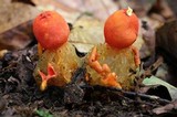 Calostoma cinnabarinum image