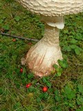 Amanita daucipes image