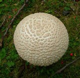 Amanita daucipes image