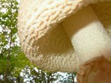 Amanita daucipes image