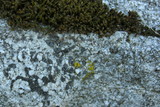 Lecidea laboriosa image