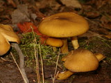Tricholomopsis decora image