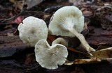 Clitocybe trulliformis image