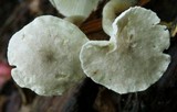 Clitocybe trulliformis image