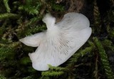 Crepidotus applanatus image