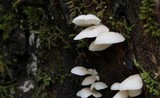 Crepidotus applanatus image