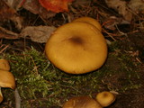 Tricholomopsis decora image