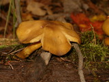 Tricholomopsis decora image