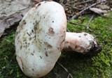 Russula dissimulans image