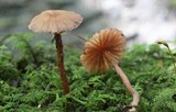Laccaria pumila image