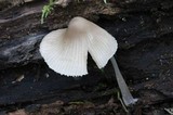 Mycena niveipes image