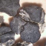 Lecidea laboriosa image