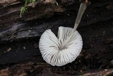 Mycena niveipes image