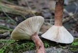 Lactarius quietus image