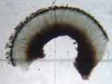 Lecidea laboriosa image