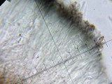 Lecidea laboriosa image