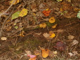 Tricholomopsis decora image