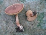 Bothia castanella image