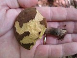 Boletellus chrysenteroides image