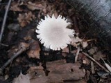 Amanita farinosa image