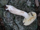 Boletus pallidus image