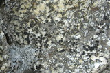 Lecidea diducens image