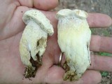 Hypomyces chlorinigenus image