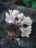 Thelephora vialis image
