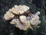 Thelephora vialis image