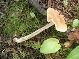 Entoloma strictius image
