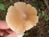 Entoloma strictius image