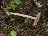 Entoloma strictius image