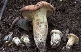 Gloeocantharellus purpurascens image