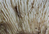 Gloeocantharellus purpurascens image