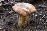 Gloeocantharellus purpurascens image