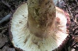Gloeocantharellus purpurascens image
