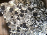 Lecidea diducens image