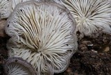 Hohenbuehelia mastrucata image