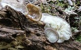 Hohenbuehelia mastrucata image