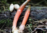 Mutinus elegans image