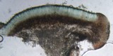 Lecidea diducens image